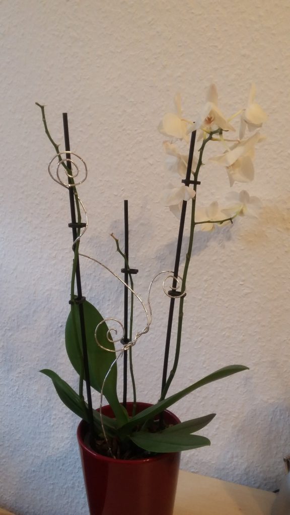 Orchidee weiß 3