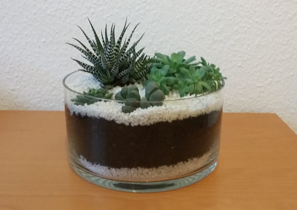 Sukkulentengarten 2