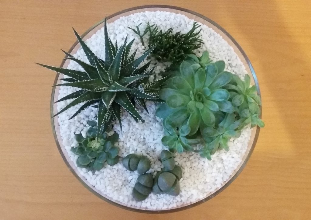 Sukkulentengarten 3