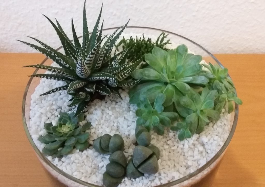 Sukkulentengarten 4